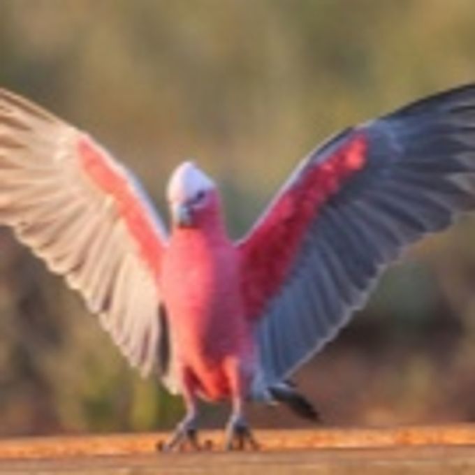 All about cockatoo