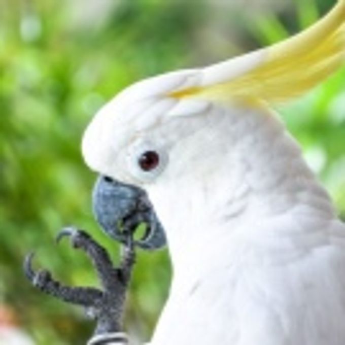 All about cockatoo