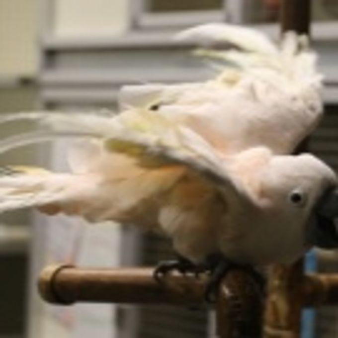 All about cockatoo
