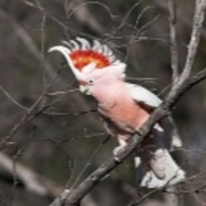 All about cockatoo