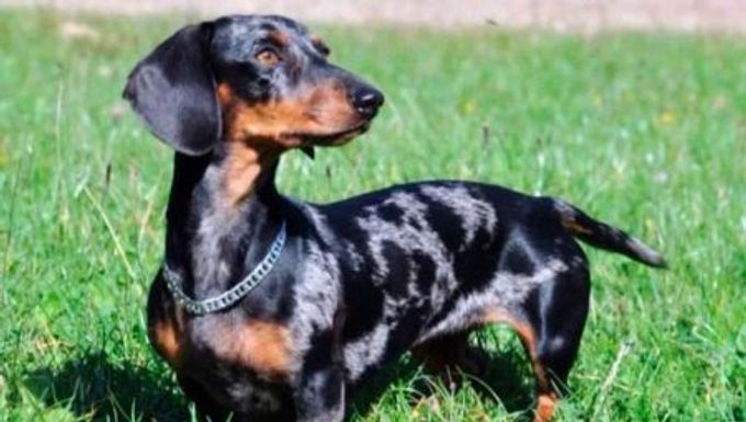 Marble Dachshund: color features, character and content