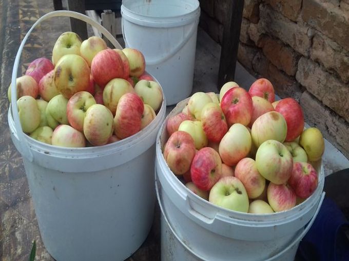 apples in buckets