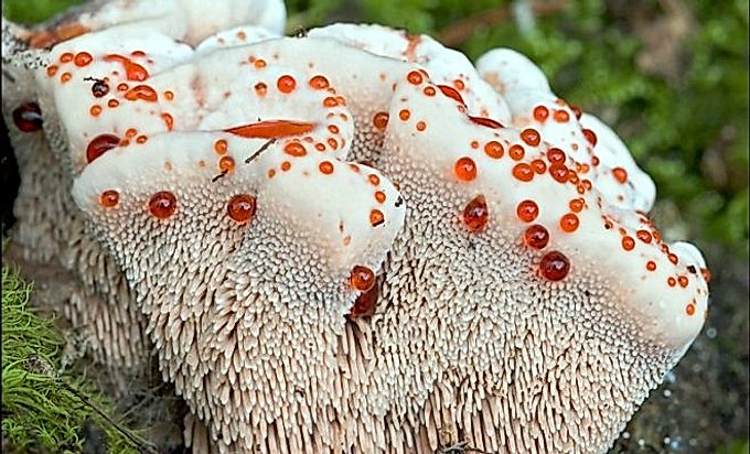 O que é o cogumelo Hydnellum Peka?