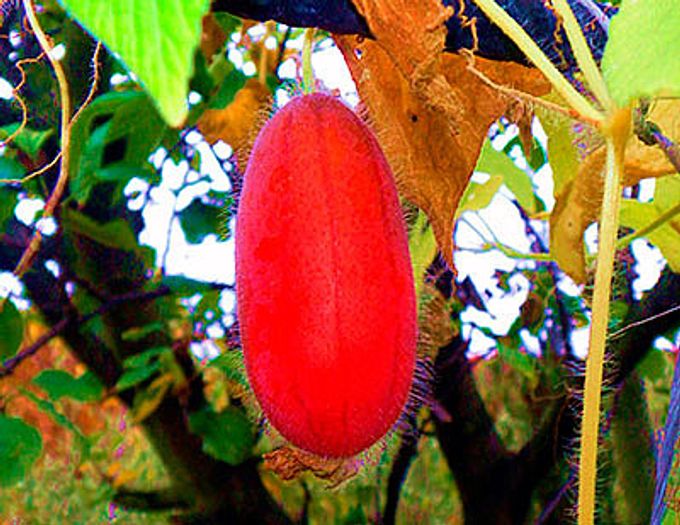Exotic plants in your garden: tladianda