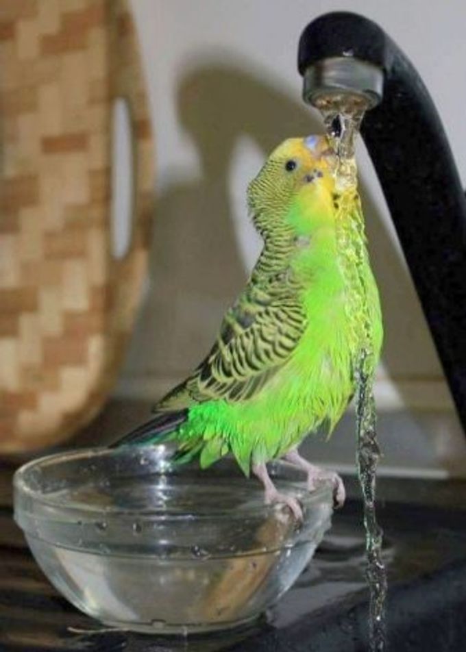 Food for parrots: types and features of selection