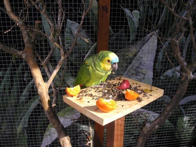 Food for parrots: types and features of selection