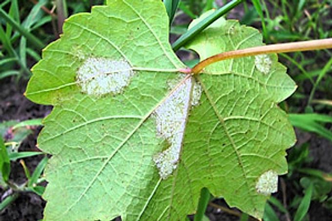 Treatment and prevention of grape diseases