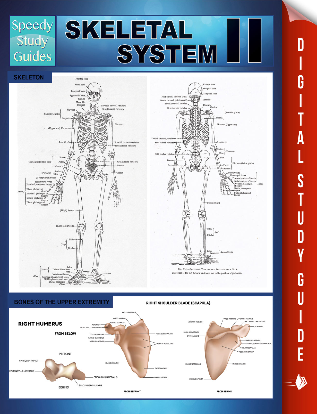 Система 2 том. Second System. Skeletal System of the Boar. Skeletal System of the Hog. Qubruk System two.