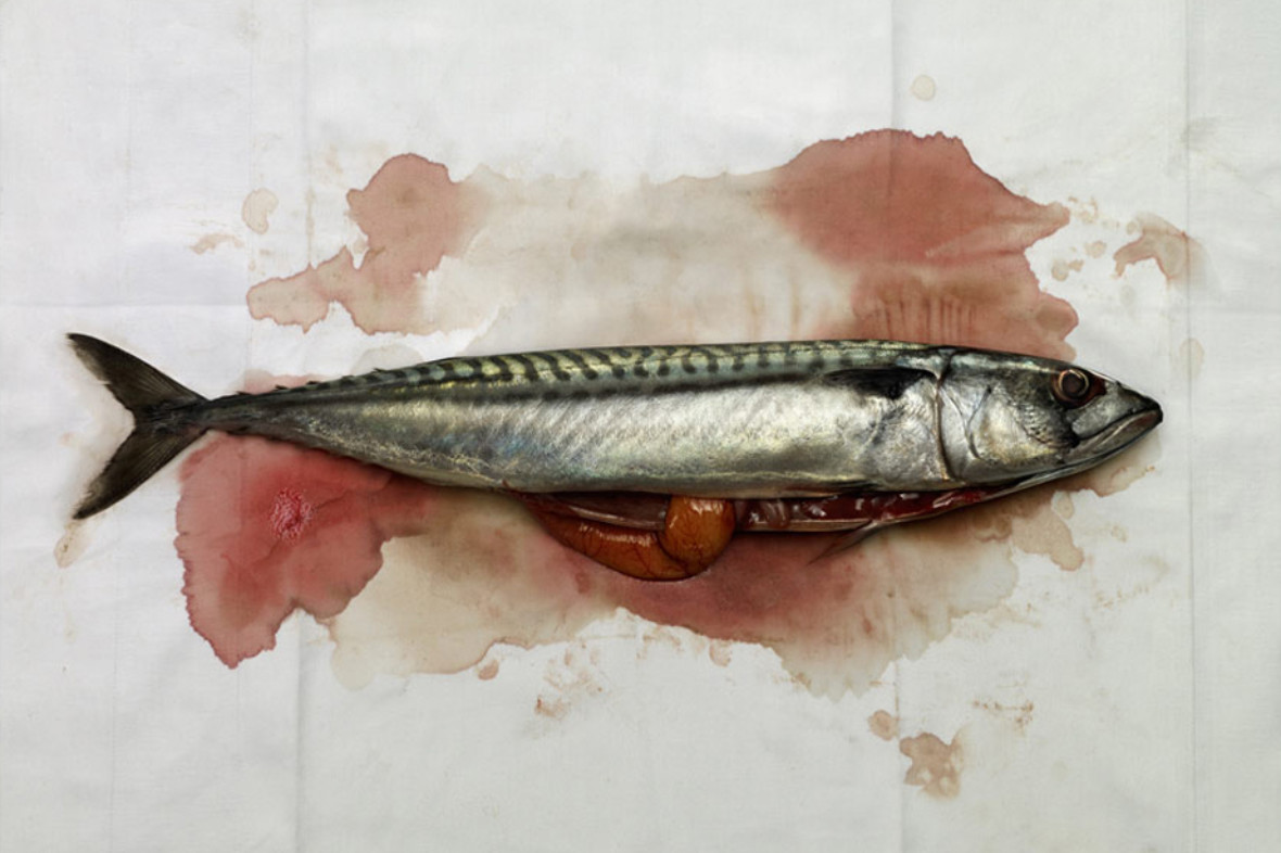 Freshly caught mackerel on blotting paper