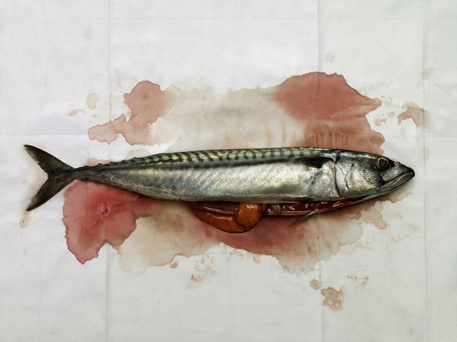 Freshly caught mackerel on blotting paper