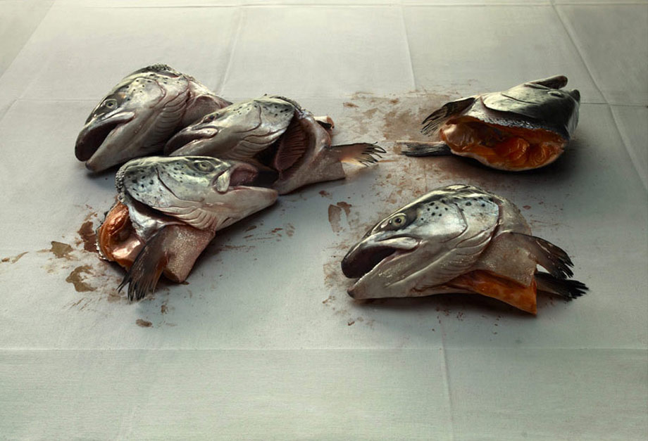 Salmon Heads on blotting paper