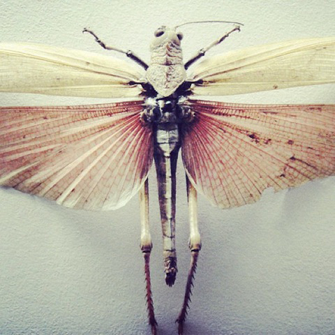 Ben-Toms- moth instagram