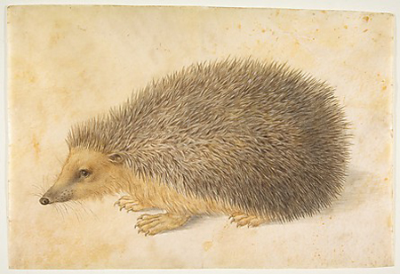 hedgehog-metropolitan-museum-of-art