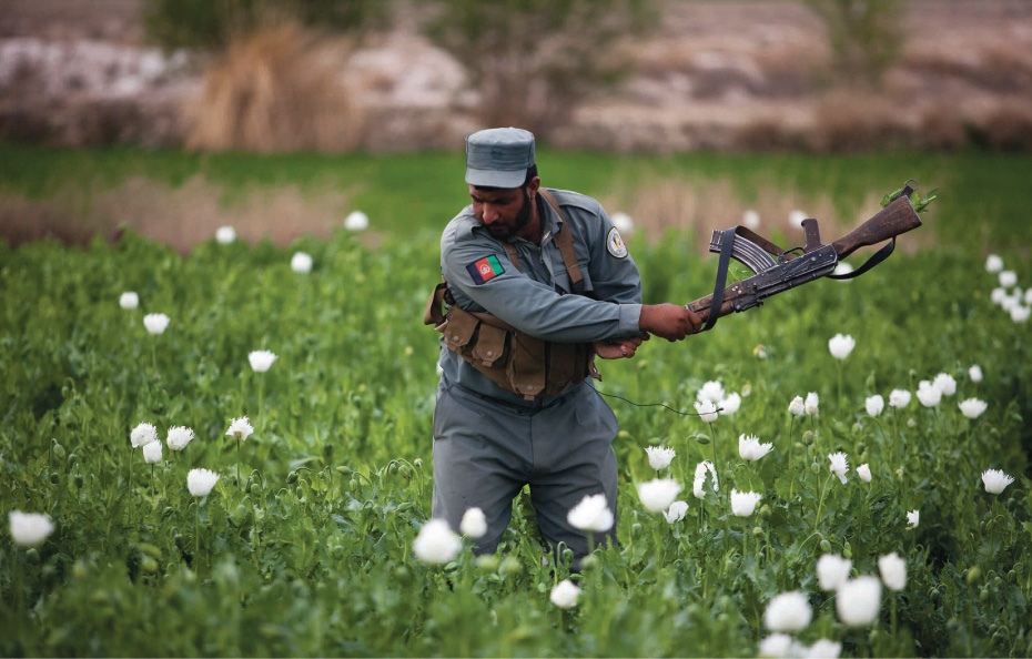 An Afghan policeman uses his gun to swipe at opium plans growing on a farm in Helmand.  2012, marked an 18% increase in opium production in Afghanistan, with the majority  chemically processed to produce heroin.  Majid Saeedi/Getty Images