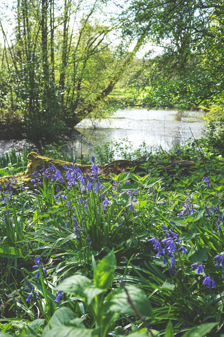 Hampstead Heath pond. Image Betty Wood