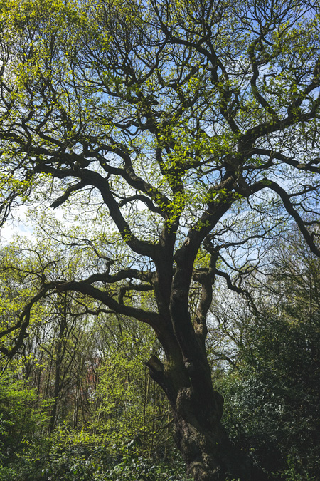 Into the woods, Hampstead Health. Image Betty Wood