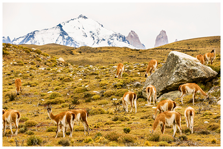 patagonia guanacos