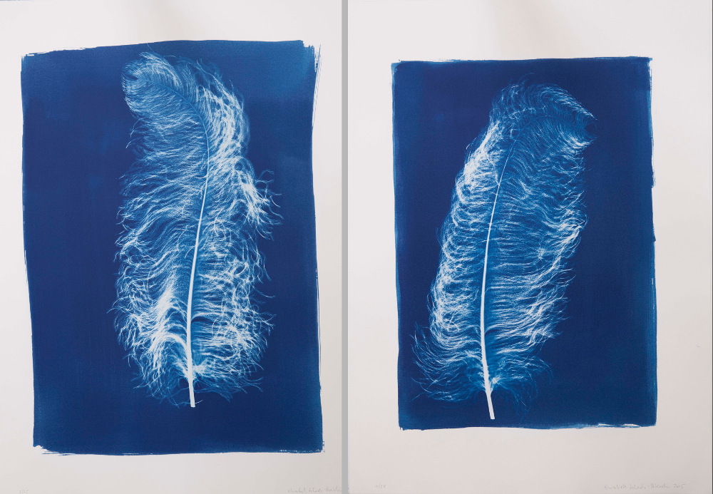 Cyanotype prints by Elisabeth Scheder-Bieschin