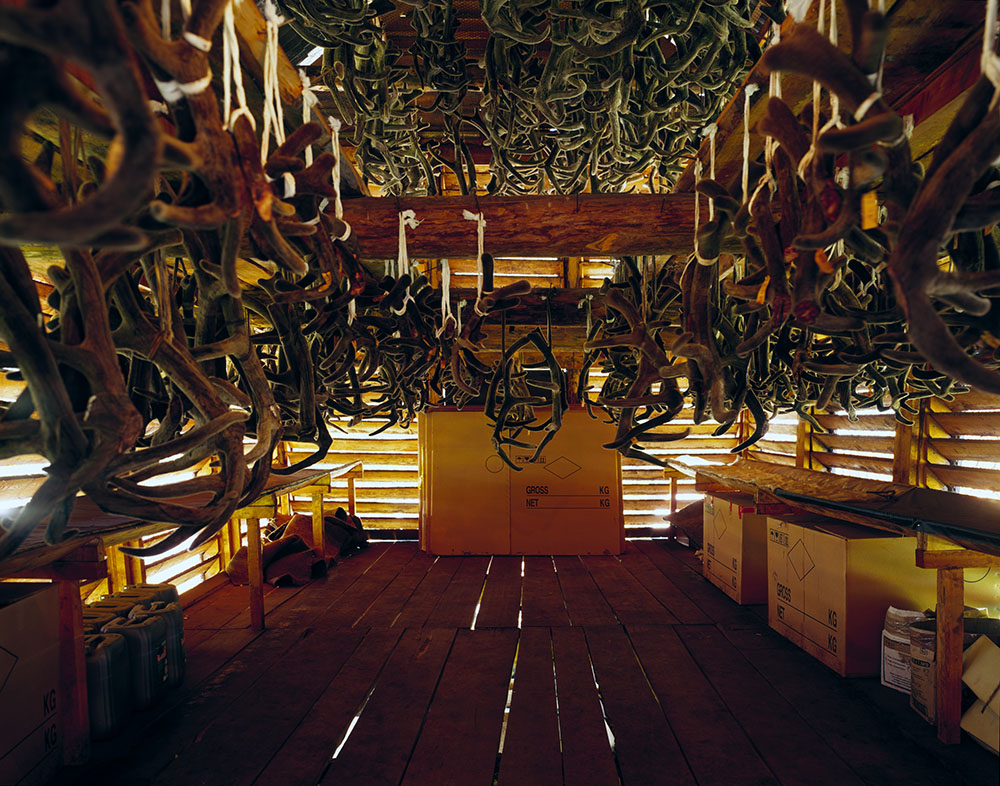 Maral deer antlers are being dried before components used for medical purposes are extracted – Maria Gruzdeva 