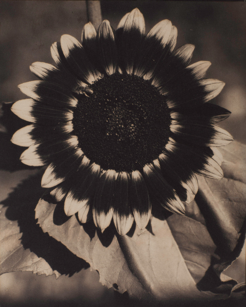 Edward Steichen A Bee on a Sunflower c. 1920 Brown-toned palladium print on paper 241 x 197 mm The Sir Elton John Photography Collection 