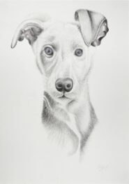 The Sweenster - Shaun, Swamp Dogs image #1