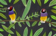 Gouldian Finches image #1