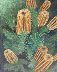 Product image - Banksis Spinulosa