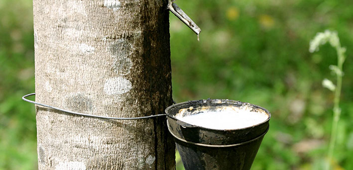 Custo de Implantação e Formação da Cultura da Seringueira no Estado de São Paulo