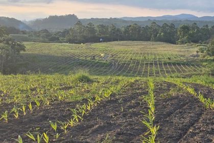 Palmito pupunha do Vale do Ribeira conquista selo de indicação geográfica