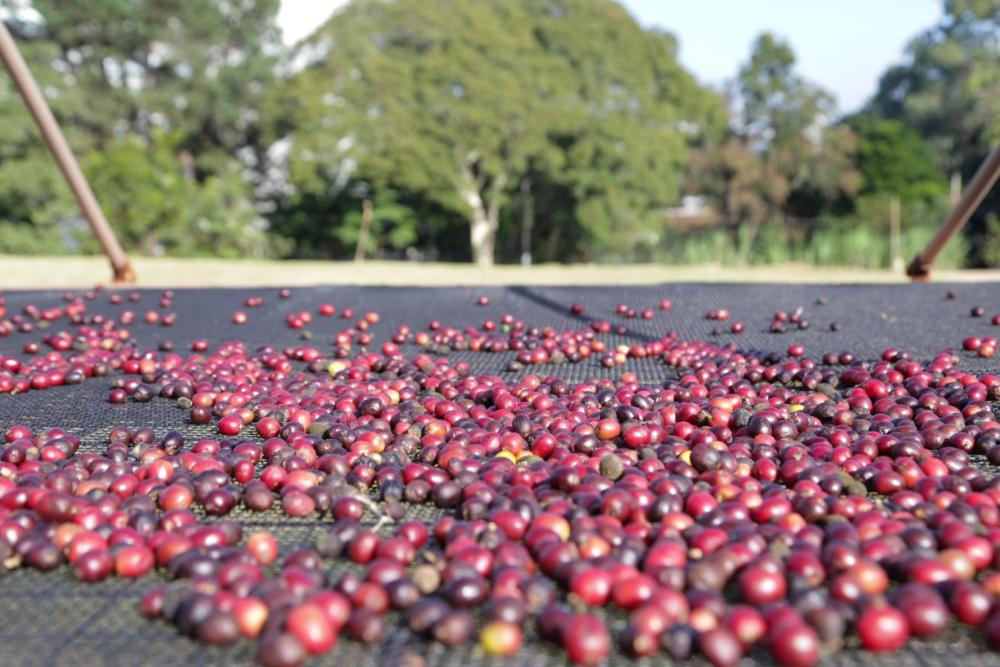 Apta Portas Abertas 2025: Instituto de Economia Agrícola mostra ao público a importância dos dados para a ciência no agro