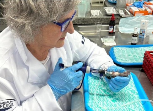 Instituto de Pesca aposta no futuro sustentável da tilapicultura brasileira com menos antibióticos e mais prevenção