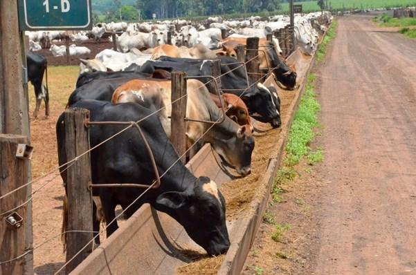 Secretário de Agricultura e Abastecimento, Itamar Borges, visita Confinamento Monte Alegre, em Barretos