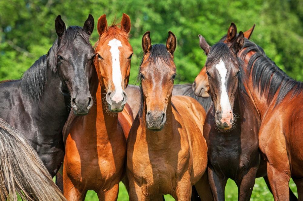 Sanidade Animal – Prazo para atualização cadastral da população equídea é prorrogado até dezembro