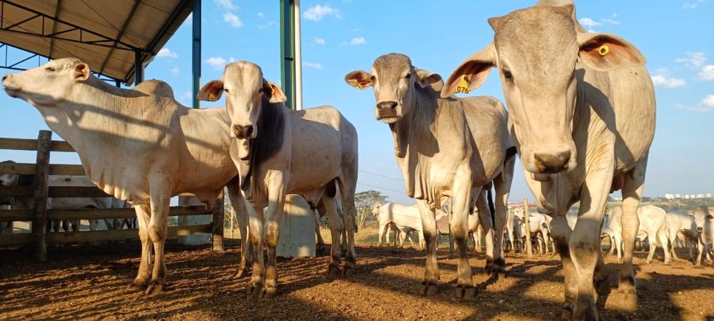 Instituto de Zootecnia lançará Centro de Ciência para Neutralidade Climática da Pecuária de Corte na 60ª Expo Rio Preto 2023