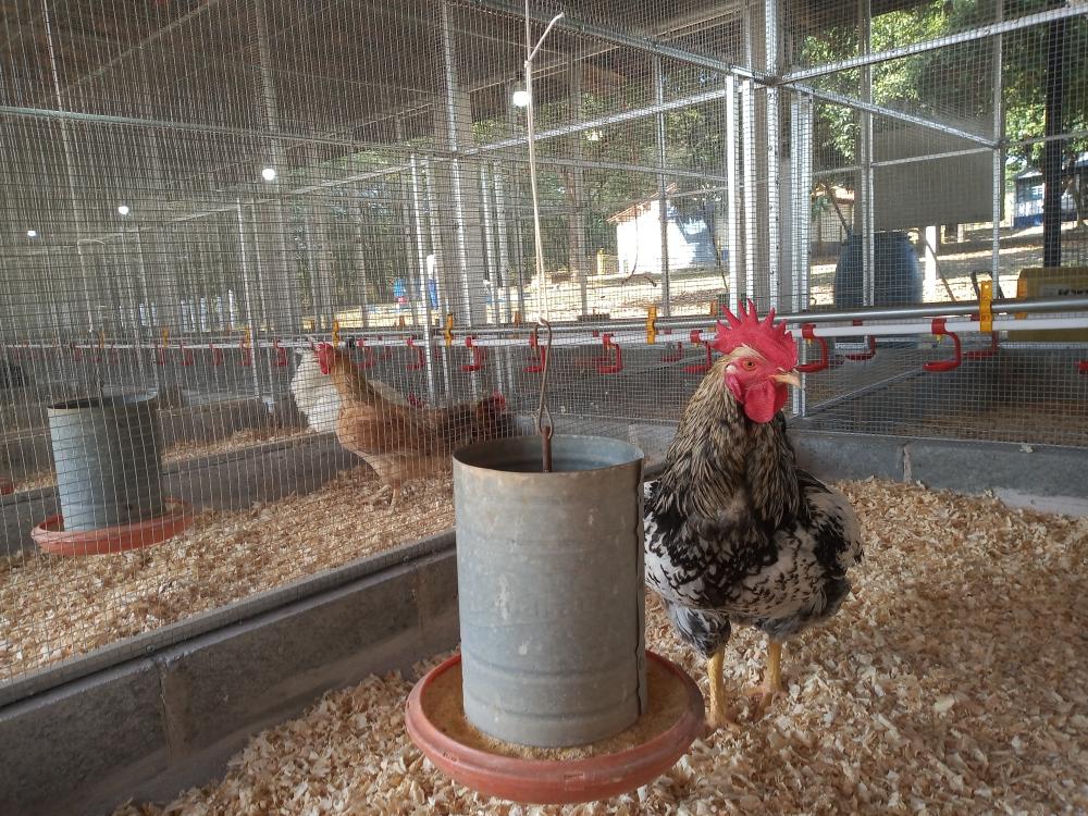 Secretaria de Agricultura celebra o dia da avicultura com ações que promovem a sanidade e a produtividade do setor