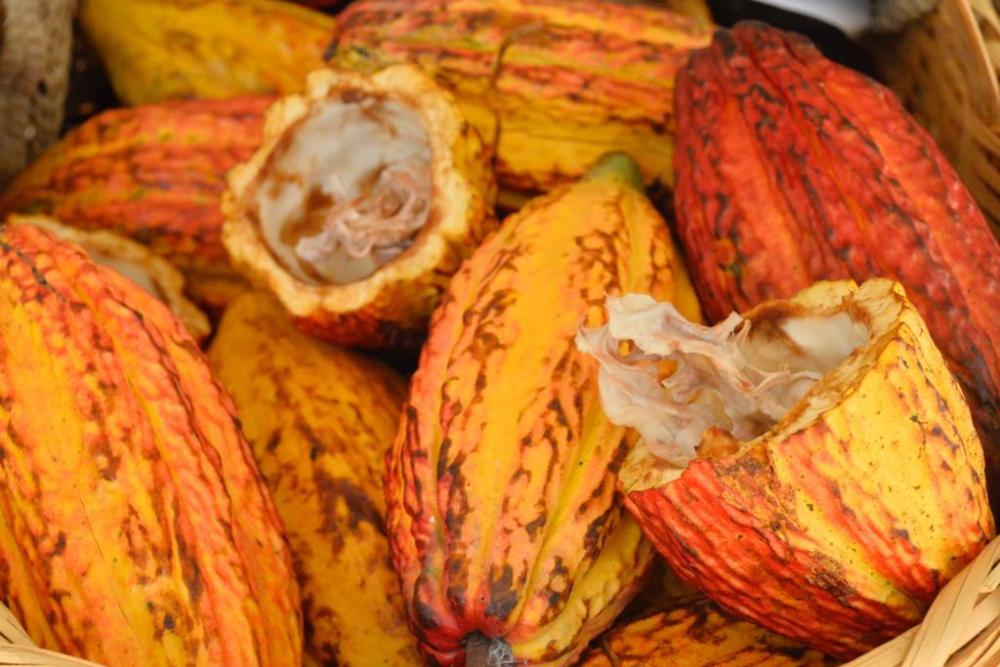 Instituto Biológico abre suas portas para a Festa do Chocolate com o Programa Cacau SP