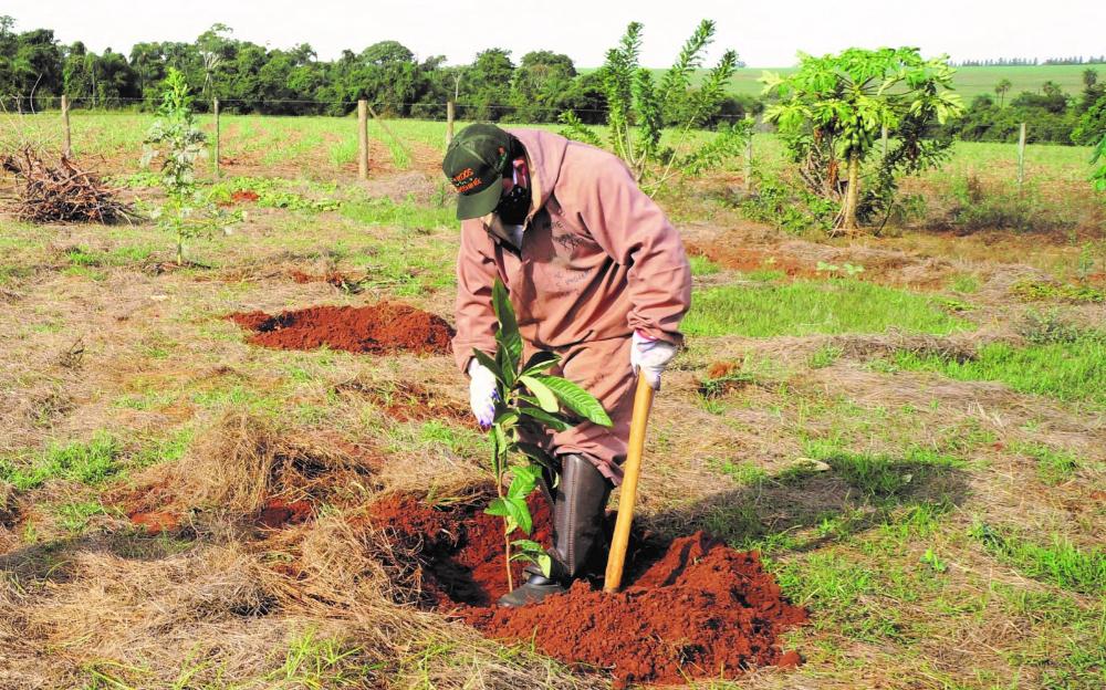 Campanha ‘Plante essa ideia’ busca prevenção e combate ao greening