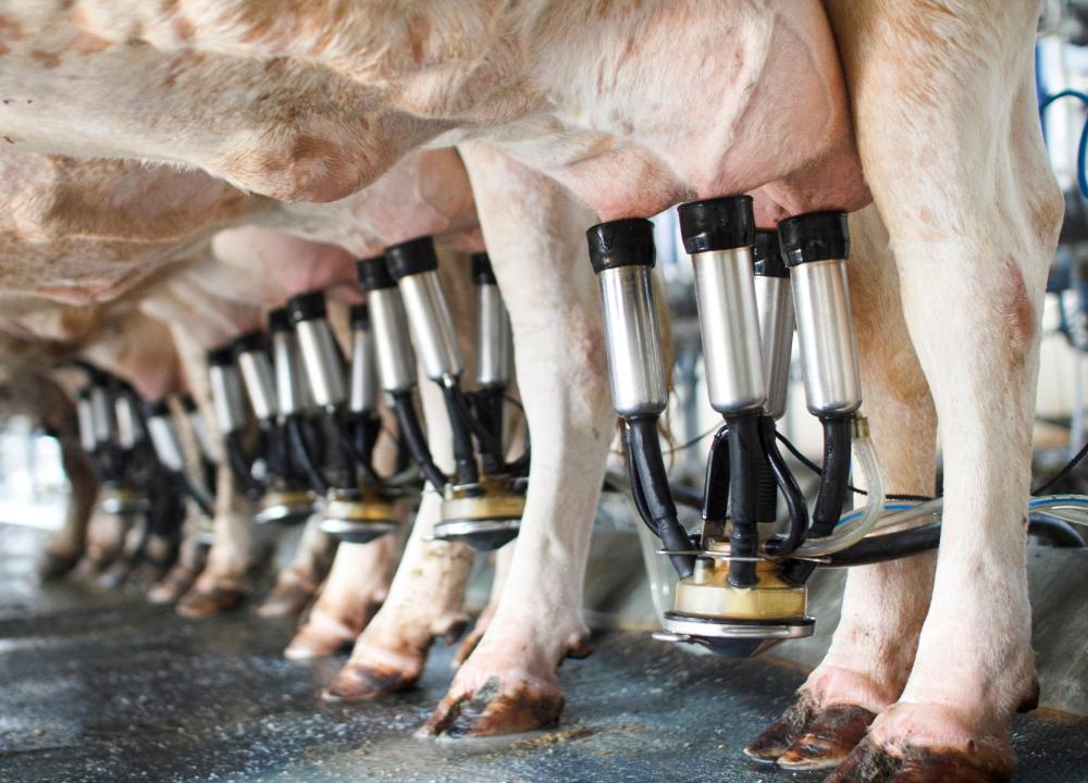 Saída de produtores e redução de rebanho no mercado de leite preocupam pesquisadora do IEA