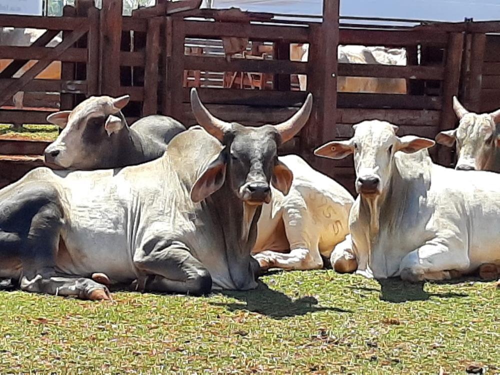 Instituto de Zootecnia é premiado pela Sociedade Brasileira de Melhoramento Animal