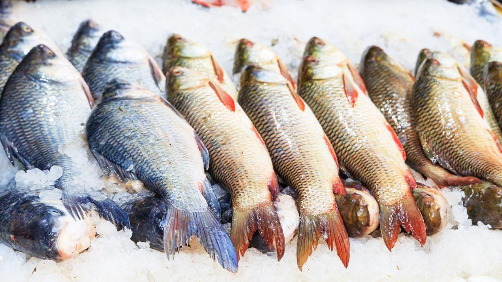 Instituto de Pesca apresenta ao Ministério da Pesca e Aquicultura projeto para aumentar consumo de pescado
