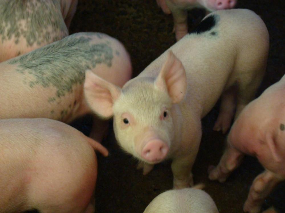 Dia do Suinocultor: ações da Secretaria de Agricultura e Abastecimento de SP contribuem para uma cadeia tecnificada e economicamente forte