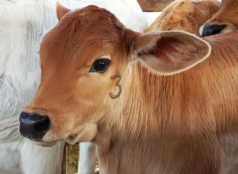 Sanidade Animal – Vacinação contra Brucelose atinge índice recorde de 97,99% de cobertura