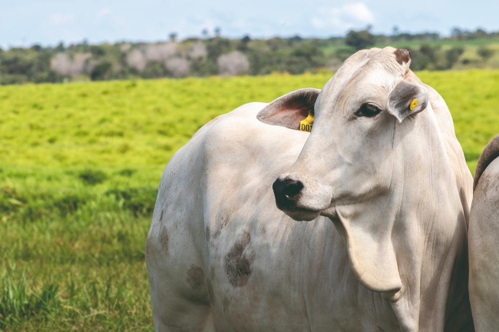 Febre Aftosa – Campanha de Maio de 2023 bate recorde de cobertura vacinal e atinge índice de 99,99%