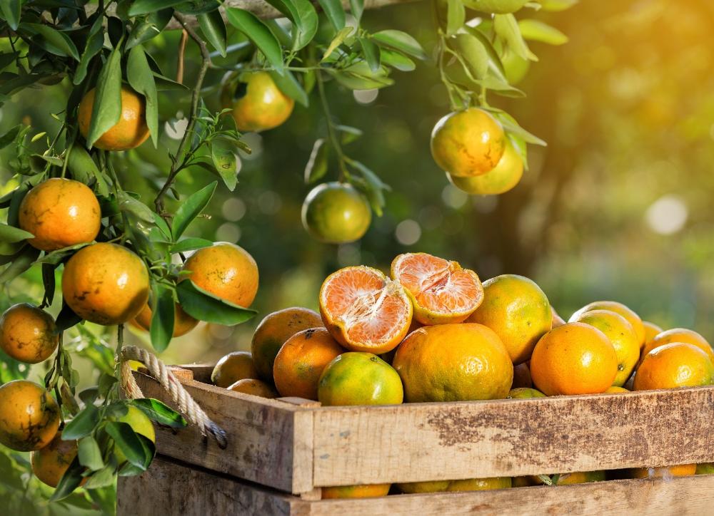 Citricultura – Produtores têm até 15 de julho para entregar relatório CancroHLB