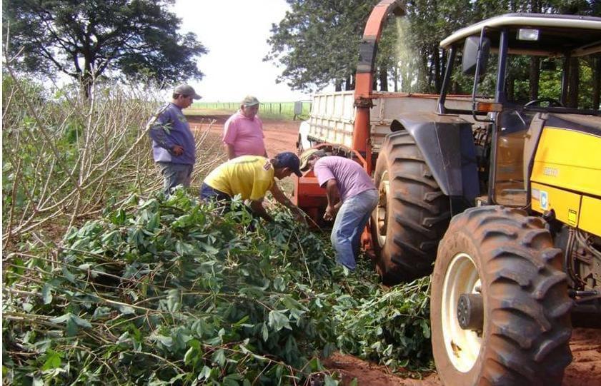 Pesquisadora do IZ dá dica importante de dieta de baixo custo para alimentar ovinos no período da seca