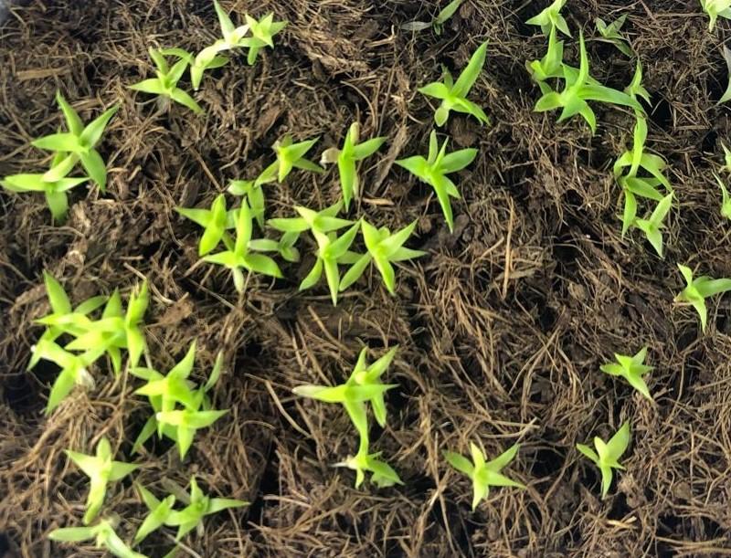 Secretaria de Agricultura e Abastecimento do Estado de São Paulo e Vale assinam convênio inédito para estudo e propagação de plantas raras de Minas Gerais