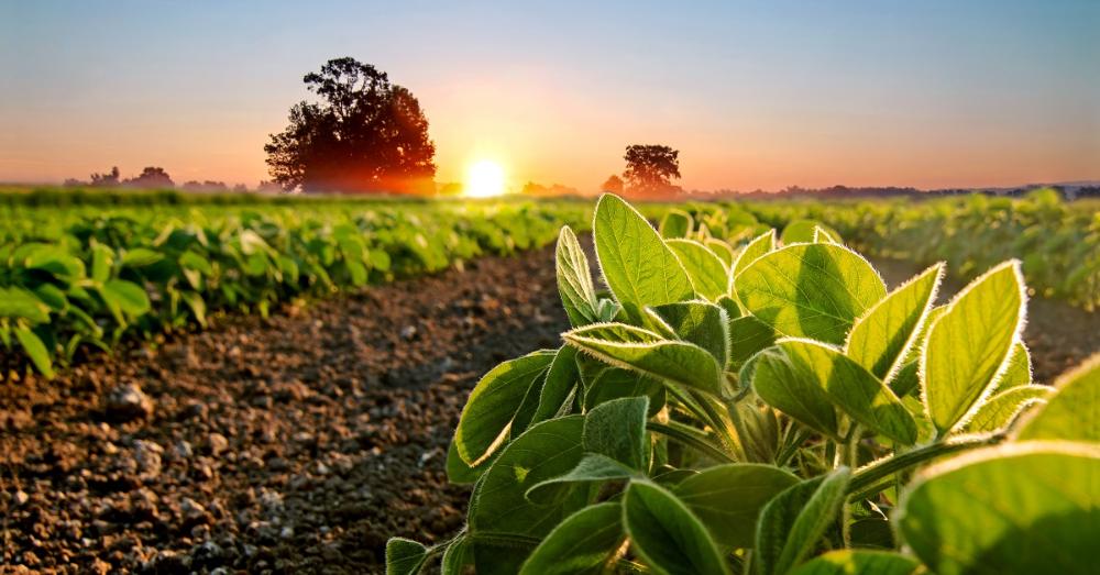 Sanidade Vegetal – Vazio Sanitário da soja tem início e vai até 15 de setembro em todo o Estado