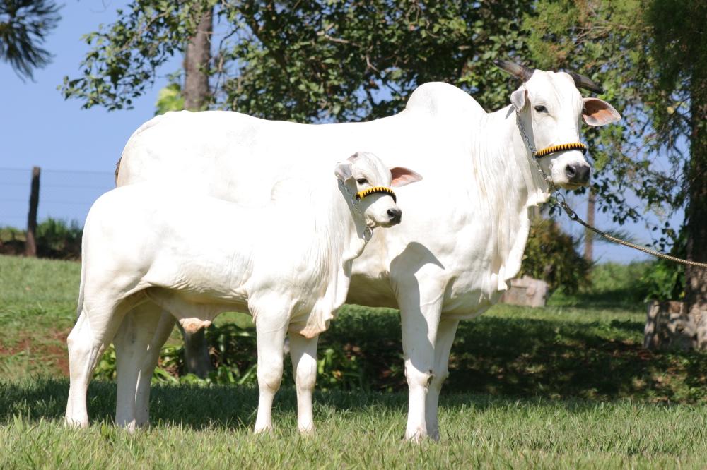 Sanidade Animal – Prazo para declarar vacinação contra Febre Aftosa e contra Brucelose acaba hoje