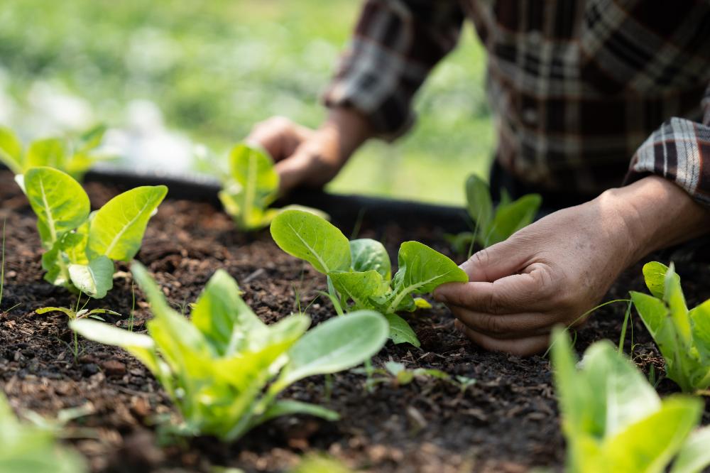 Secretaria de Agricultura publica resolução que define diretrizes estratégicas e fortalece parceria com os municípios