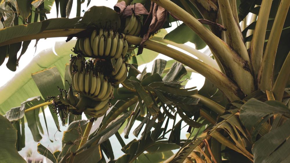 Bananicultura – Medidas fitossanitárias para cultura da banana são estabelecidas em publicação